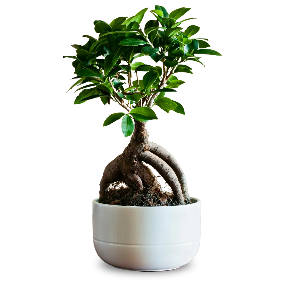 Bonsai