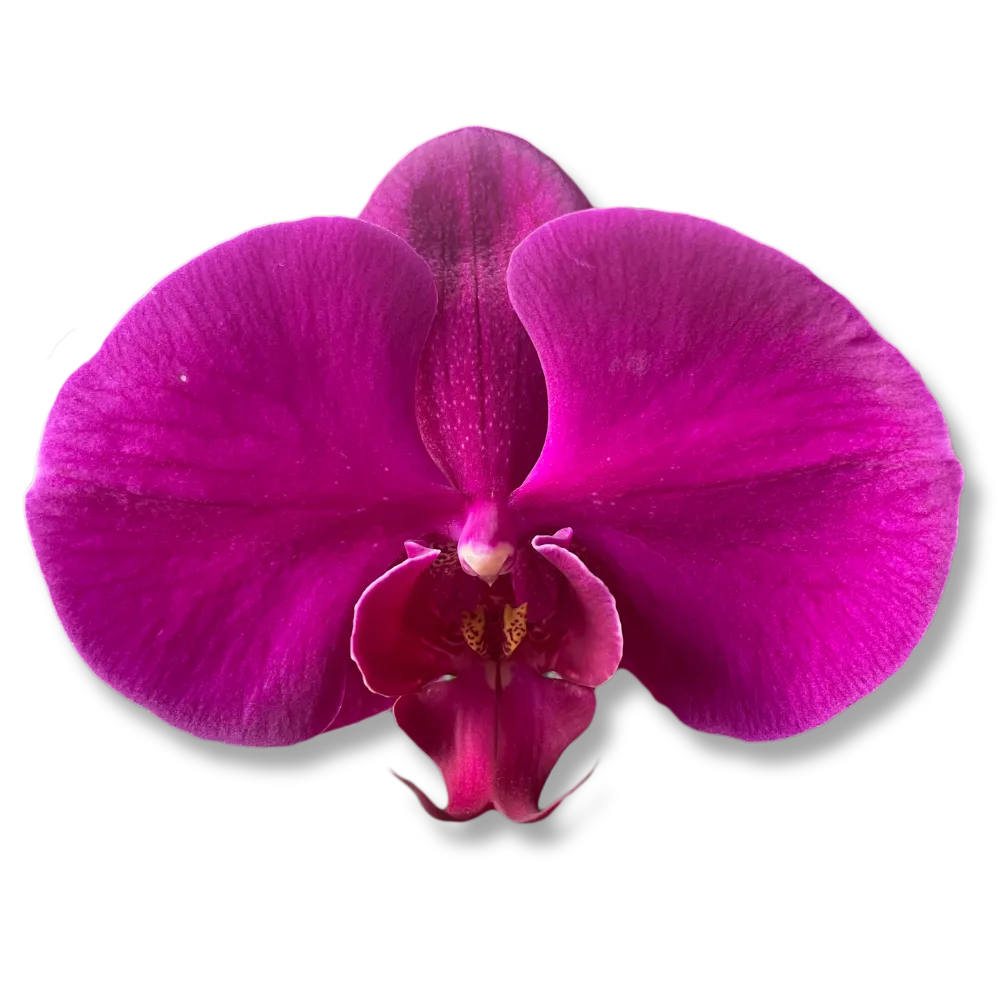 Orchidea